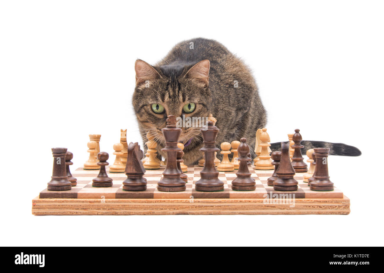 Braun tabby Katze schauen über Schachbrett, crefully Betrachtung ihrer folgenden Bewegung, isoliert auf weißem Stockfoto