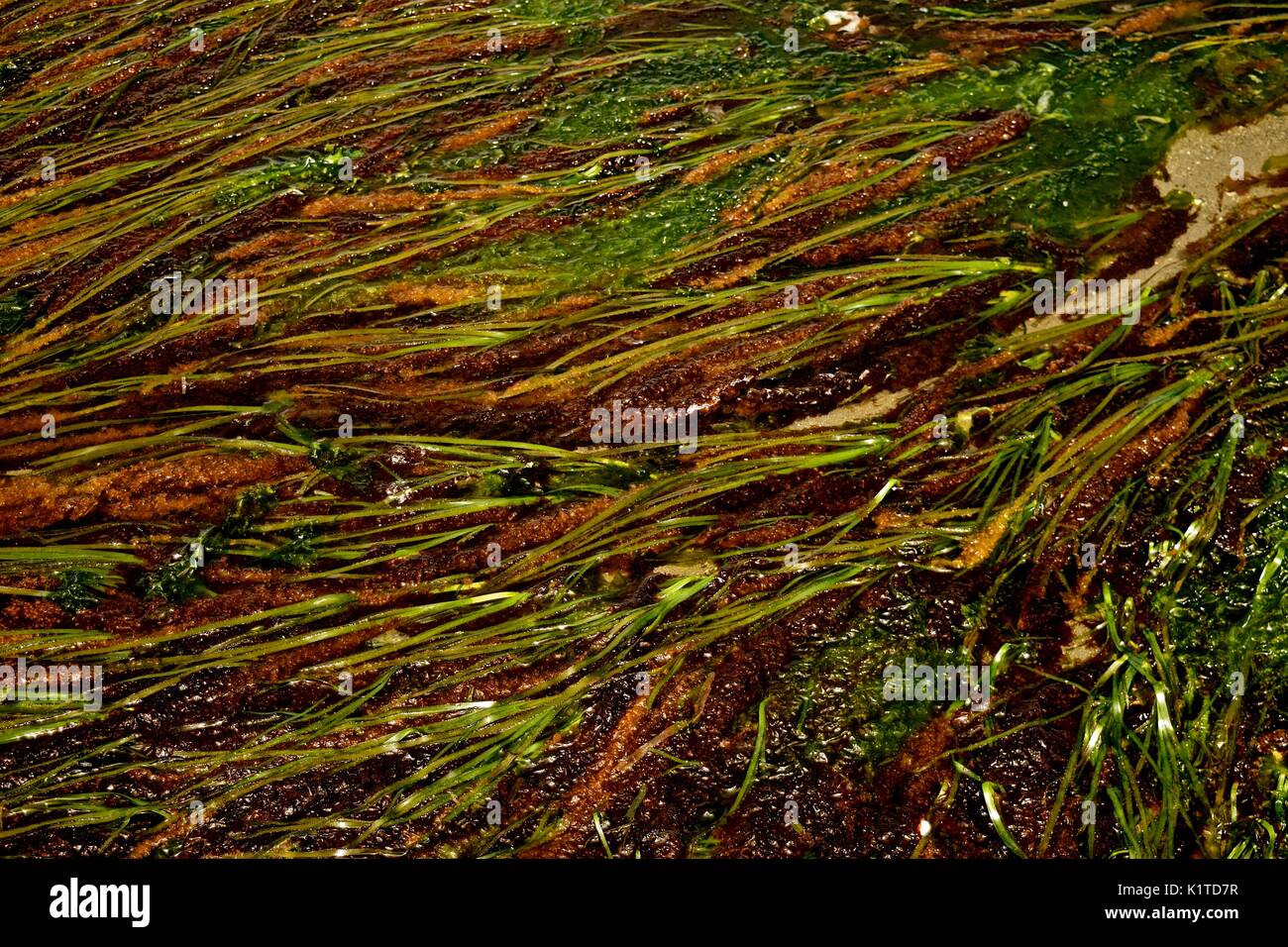 Ebbe am Puget Sound im Staat Washington zeigt, Algen, normalerweise unter Wasser, Verdrehen und zeigt interessante Texturen. Stockfoto
