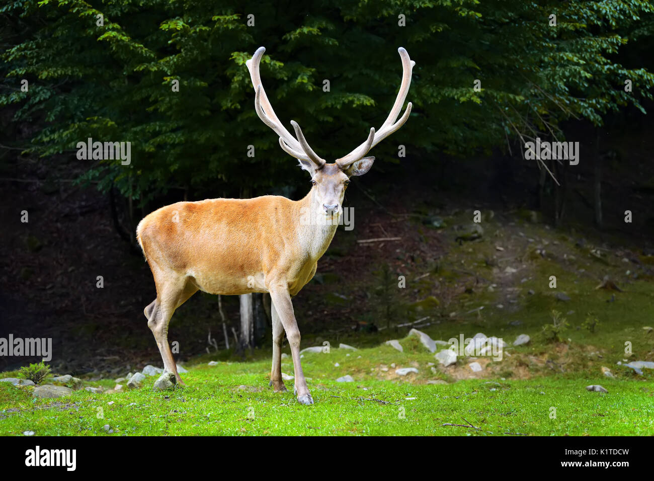 Enge junge männliche Hirsche im Sommer Wald Stockfoto