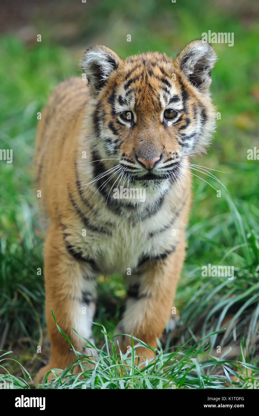 Schliessen Susse Sibirische Tiger Cub Stockfoto Bild 156045444 Alamy