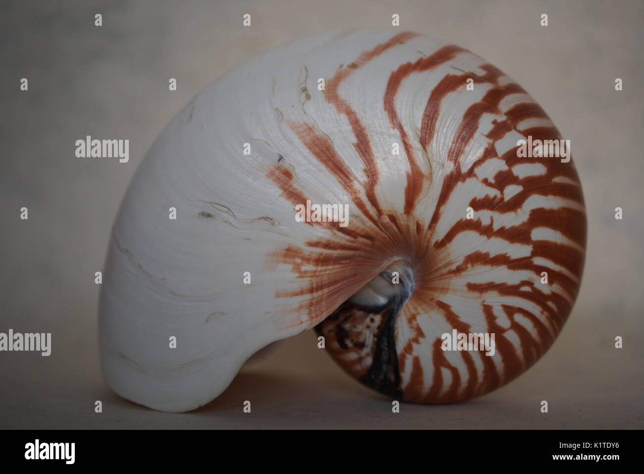 Nautilus macromphalus, Seitenansicht. 130 mm. Leben gefangen bei Munda, neuen Georgia, die Salomonen, 1970-75. Stockfoto