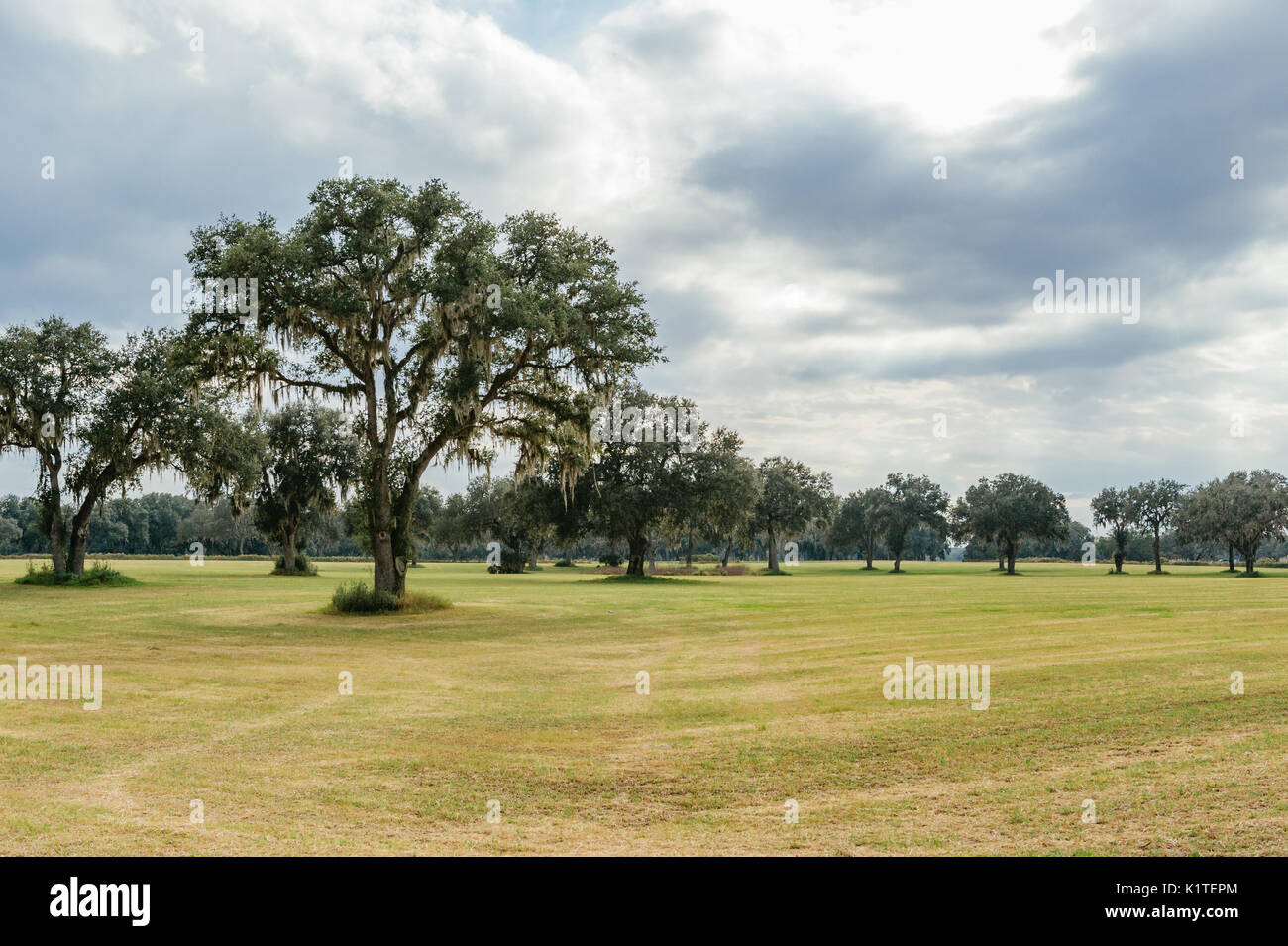 Grove von Moos bedeckt live oak Bäume in einer frisch gemähten Wiese in sumpter County, Florida, USA. Stockfoto