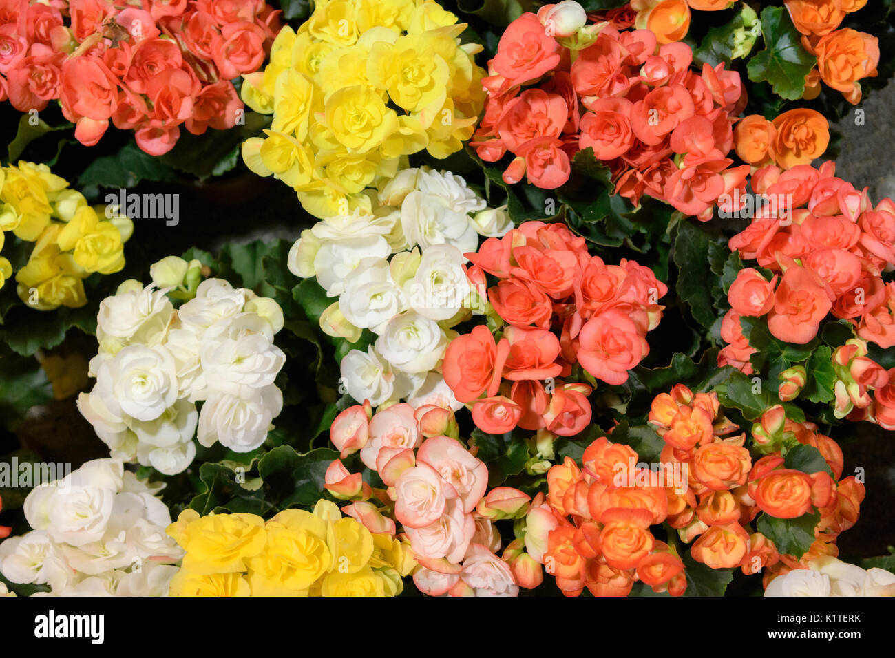 Ein Hintergrund der verschiedenen farbigen Rosen in Sträuße arrangiert. Stockfoto
