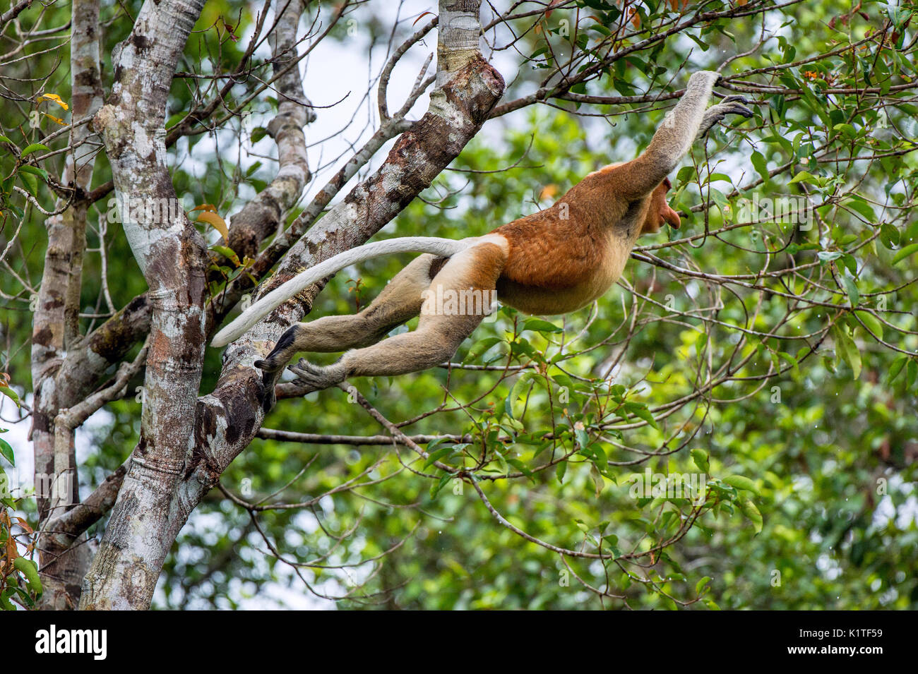 Proboscis Affen springen auf einem Baum in der wilden grünen Regenwald auf Borneo Insel. Die proboscis Affen (Nasalis larvatus) oder Spitzzange Affe, bekannt Stockfoto