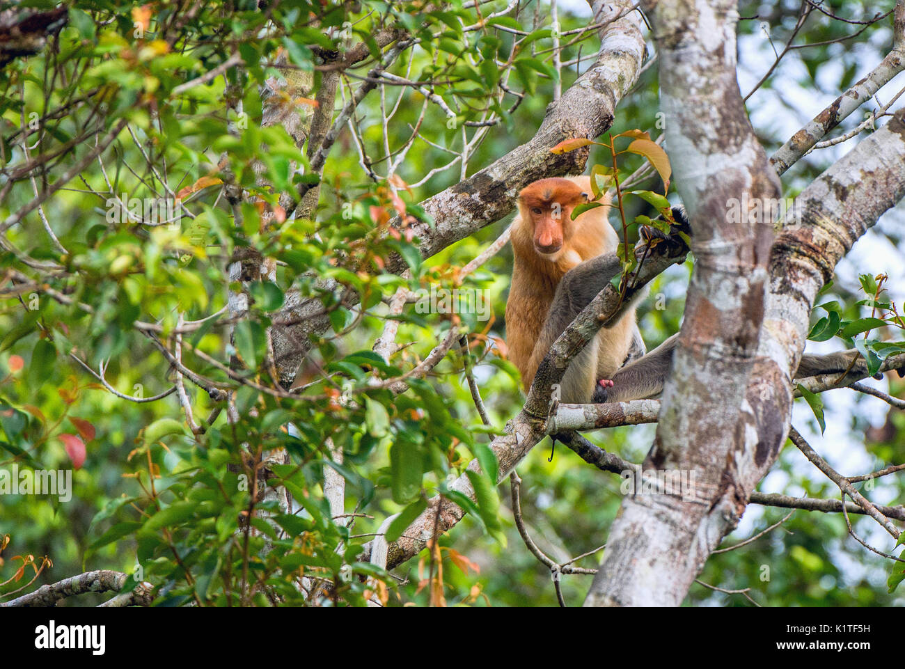 Proboscis Affen auf einem Baum in der wilden grünen Regenwald auf Borneo Insel. Die proboscis Affen (Nasalis larvatus) oder Spitzzange Affe, als der b bekannt Stockfoto