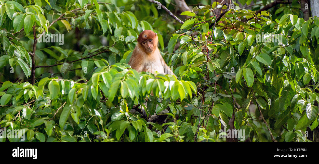 Proboscis Affen auf einem Baum in der wilden grünen Regenwald auf Borneo Insel. Die proboscis Affen (Nasalis larvatus) oder Spitzzange Monkey Stockfoto