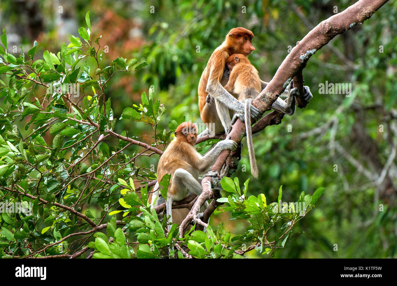 Eine weibliche proboscis Affen (Nasalis larvatus) mit einem Cub in einem natürlichen Lebensraum. spitzzange Affe, als bekantan in Indonesien bekannt. endemisch in der so Stockfoto