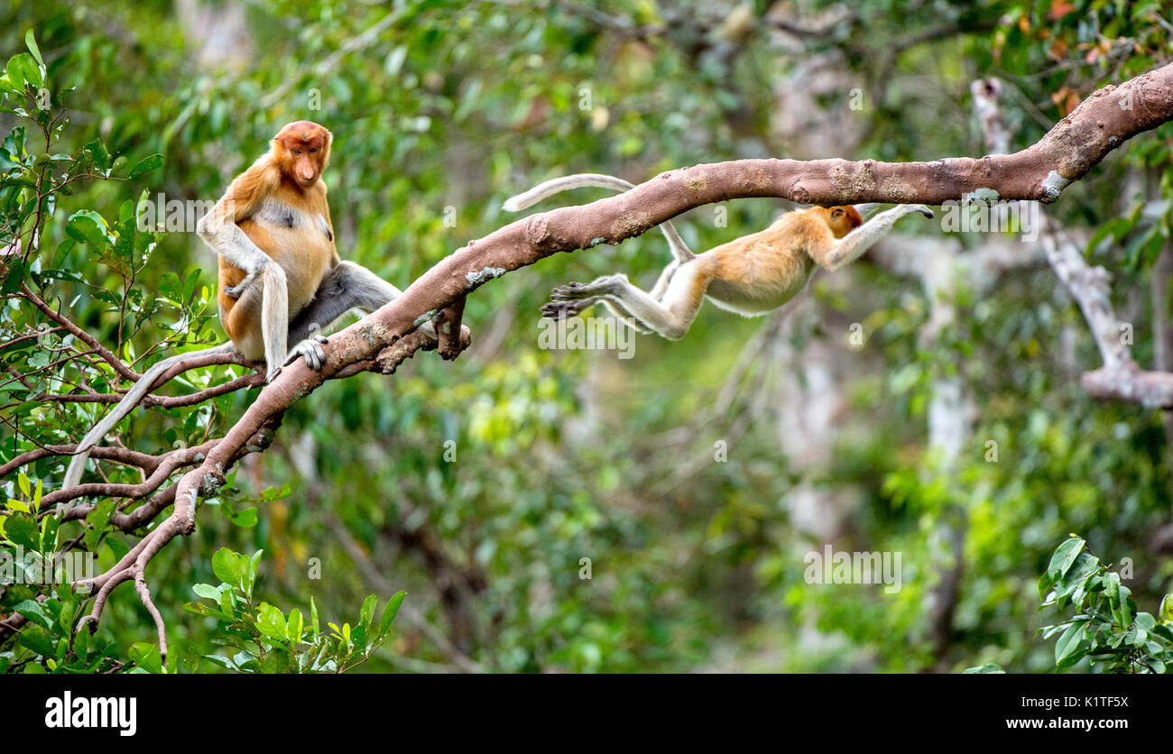 Proboscis Affen auf einem Baum in der wilden grünen Regenwald auf Borneo Insel. Die proboscis Affen (Nasalis larvatus) oder Spitzzange Affe, als der b bekannt Stockfoto