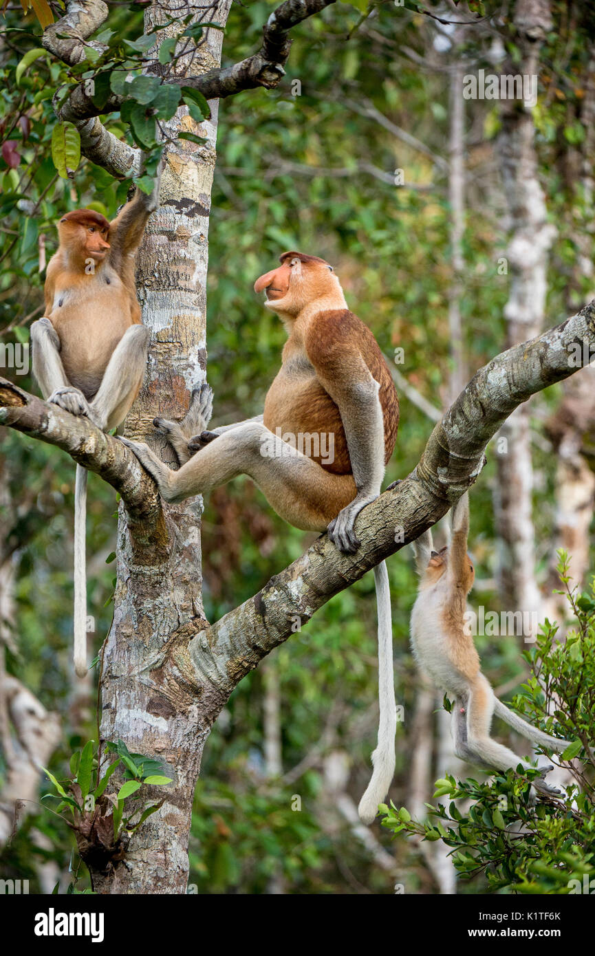 Familie von nasenaffen Sitzen auf einem Baum in der wilden grünen Regenwald auf Borneo Insel. Die proboscis Affen (Nasalis larvatus) oder Spitzzange mon Stockfoto