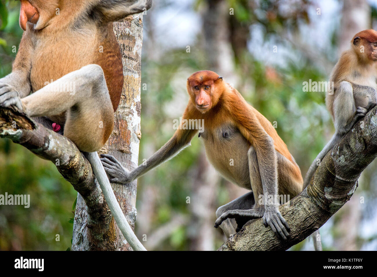 Familie von nasenaffen Sitzen auf einem Baum in der wilden grünen Regenwald auf Borneo Insel. Die proboscis Affen (Nasalis larvatus) oder Spitzzange mon Stockfoto