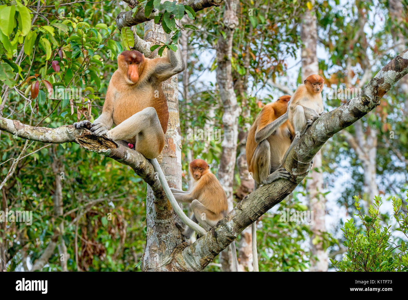 Familie von nasenaffen Sitzen auf einem Baum in der wilden grünen Regenwald auf Borneo Insel. Die proboscis Affen (Nasalis larvatus) oder Spitzzange mon Stockfoto