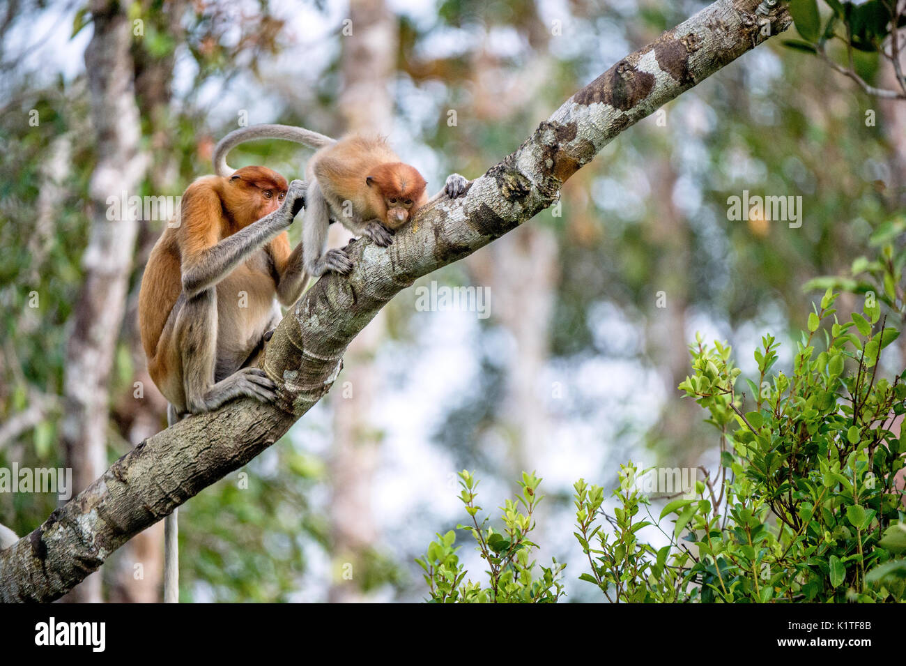 Eine weibliche proboscis Affen (Nasalis larvatus) mit einem Cub in einem natürlichen Lebensraum. spitzzange Affe, als bekantan in Indonesien bekannt. endemisch in der so Stockfoto