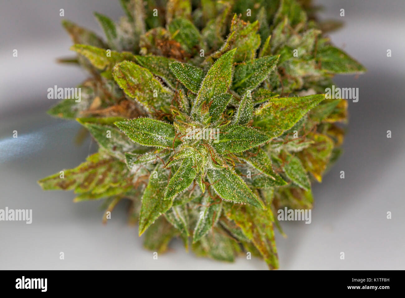 Sativa marihuana Knospe an den Reifen Peak, Kalifornien, USA Stockfoto