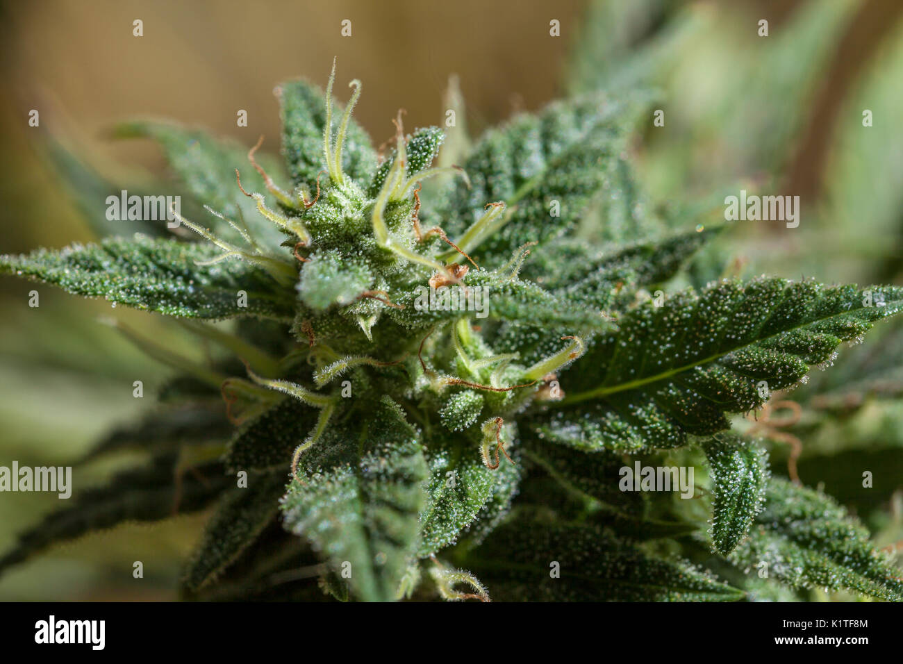 Sativa marihuana Knospen auf seiner Reife Peak, Kalifornien, USA Stockfoto