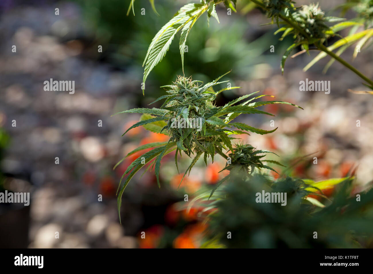 Marihuana Knospen (Sativa), Kalifornien, USA Stockfoto