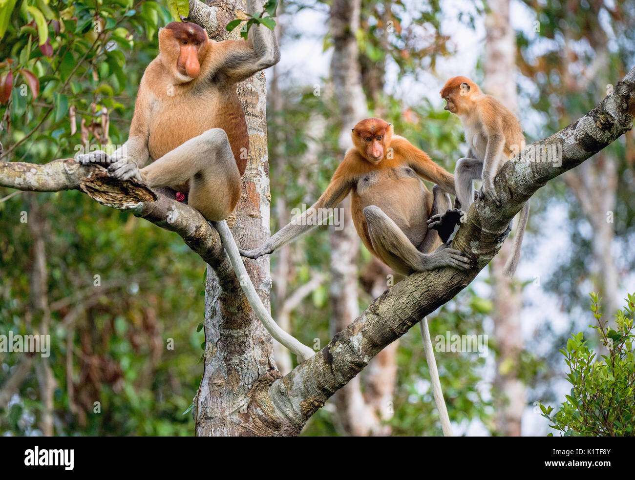 Familie von nasenaffen Sitzen auf einem Baum in der wilden grünen Regenwald auf Borneo Insel. Die proboscis Affen (Nasalis larvatus) oder Spitzzange mon Stockfoto