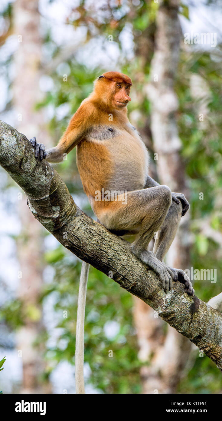Proboscis Affen sitzen auf einem Baum in der wilden grünen Regenwald auf Borneo Insel. Die proboscis Affen (Nasalis larvatus) oder Spitzzange Monkey Stockfoto