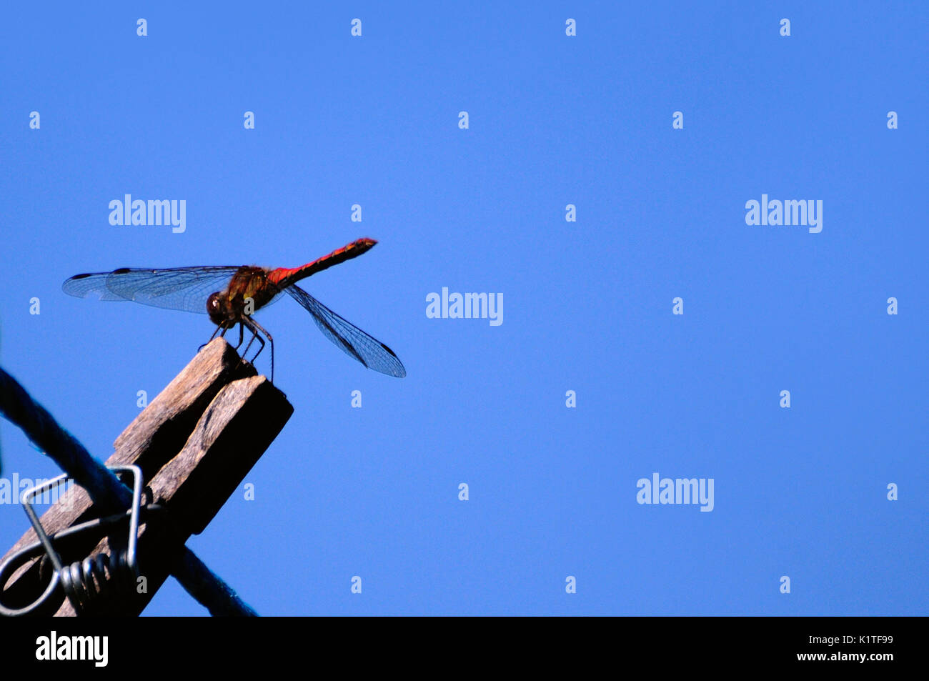 Libelle auf einem Pflock auf einer Wäscheleine Stockfoto