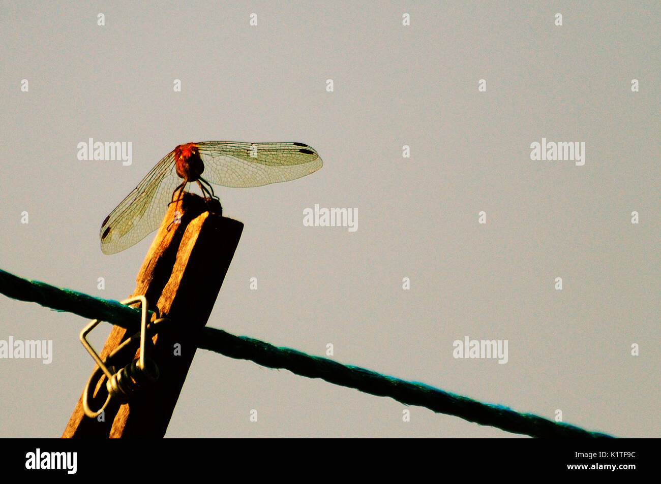 Libelle auf einem Pflock auf einer Wäscheleine Stockfoto