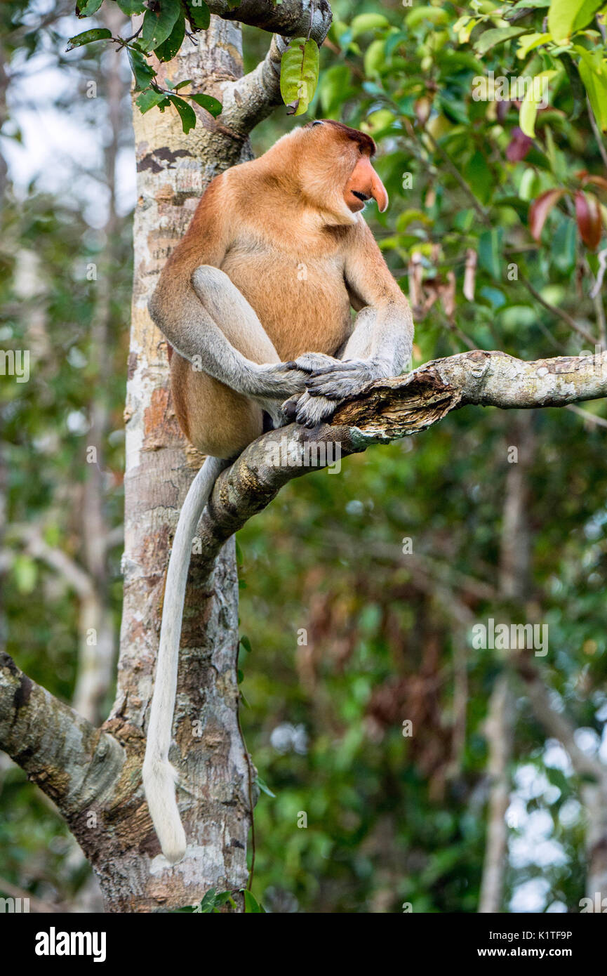 Der männliche Rüssel Affe sitzt auf einem Baum in der wilden grünen Regenwald auf Borneo Insel. Die proboscis Affen (Nasalis larvatus) oder Spitzzange Monkey Stockfoto