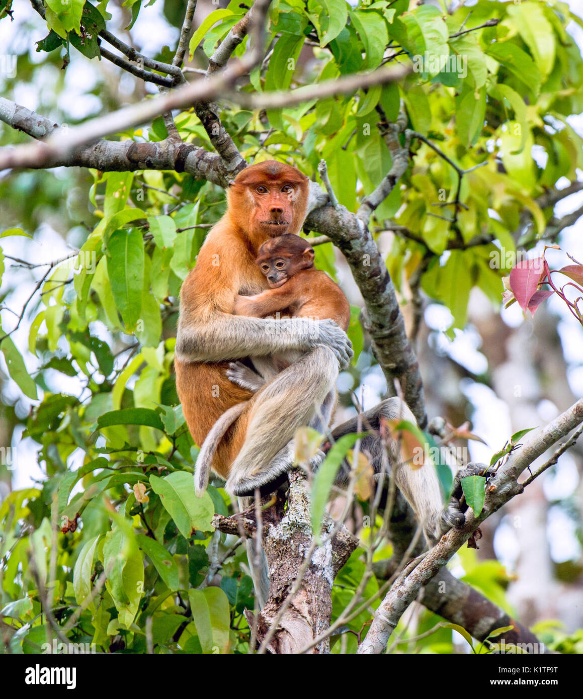 Eine weibliche proboscis Affen (Nasalis larvatus) mit einem Cub in einem natürlichen Lebensraum. spitzzange Affe, als bekantan in Indonesien bekannt. endemisch in der so Stockfoto