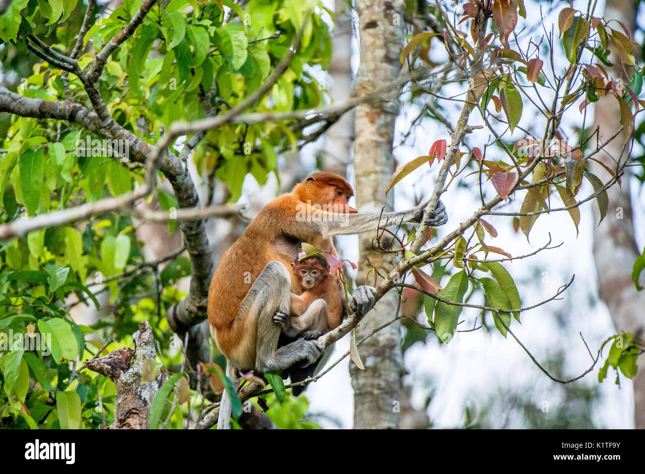 Eine weibliche proboscis Affen (Nasalis larvatus) mit einem Cub in einem natürlichen Lebensraum. spitzzange Affe, als bekantan in Indonesien bekannt. endemisch in der so Stockfoto