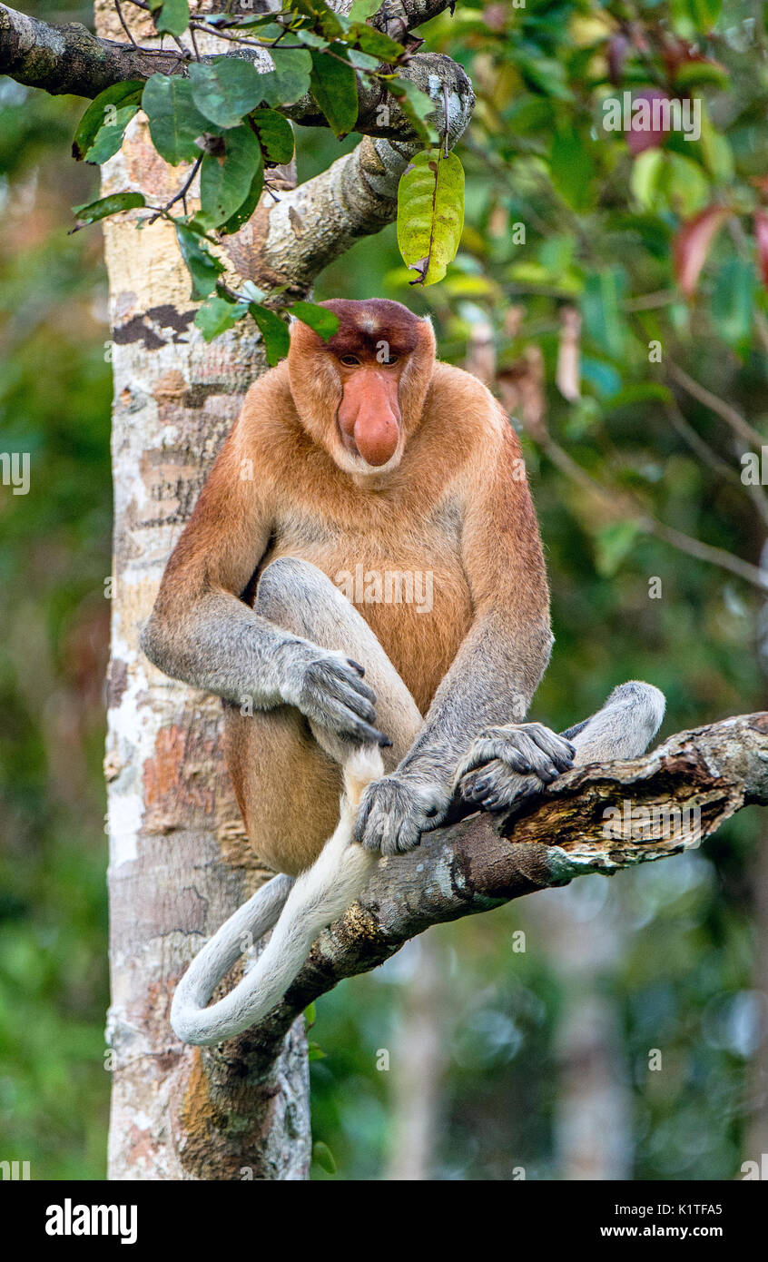 Der männliche Rüssel Affe sitzt auf einem Baum in der wilden grünen Regenwald auf Borneo Insel. Die proboscis Affen (Nasalis larvatus) oder Spitzzange Monkey Stockfoto
