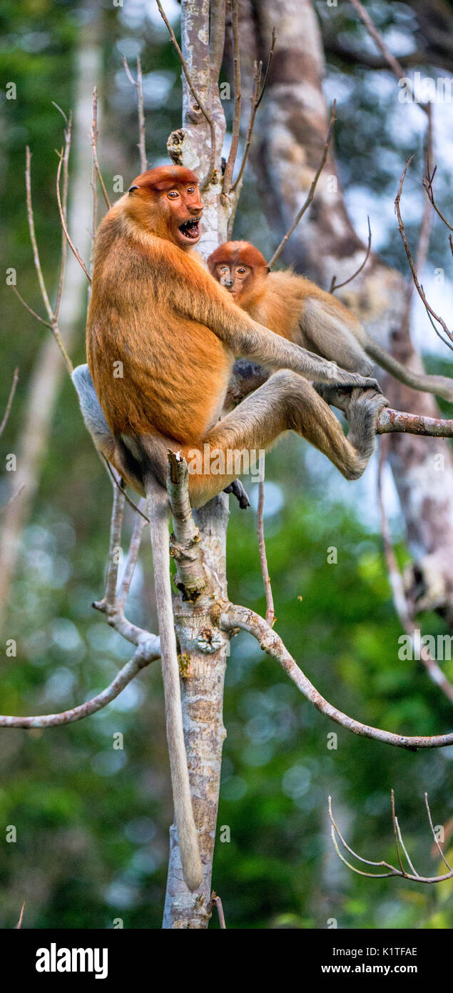 Eine weibliche proboscis Affen (Nasalis larvatus) mit einem Cub in einem natürlichen Lebensraum. spitzzange Affe, als bekantan in Indonesien bekannt. endemisch in der so Stockfoto
