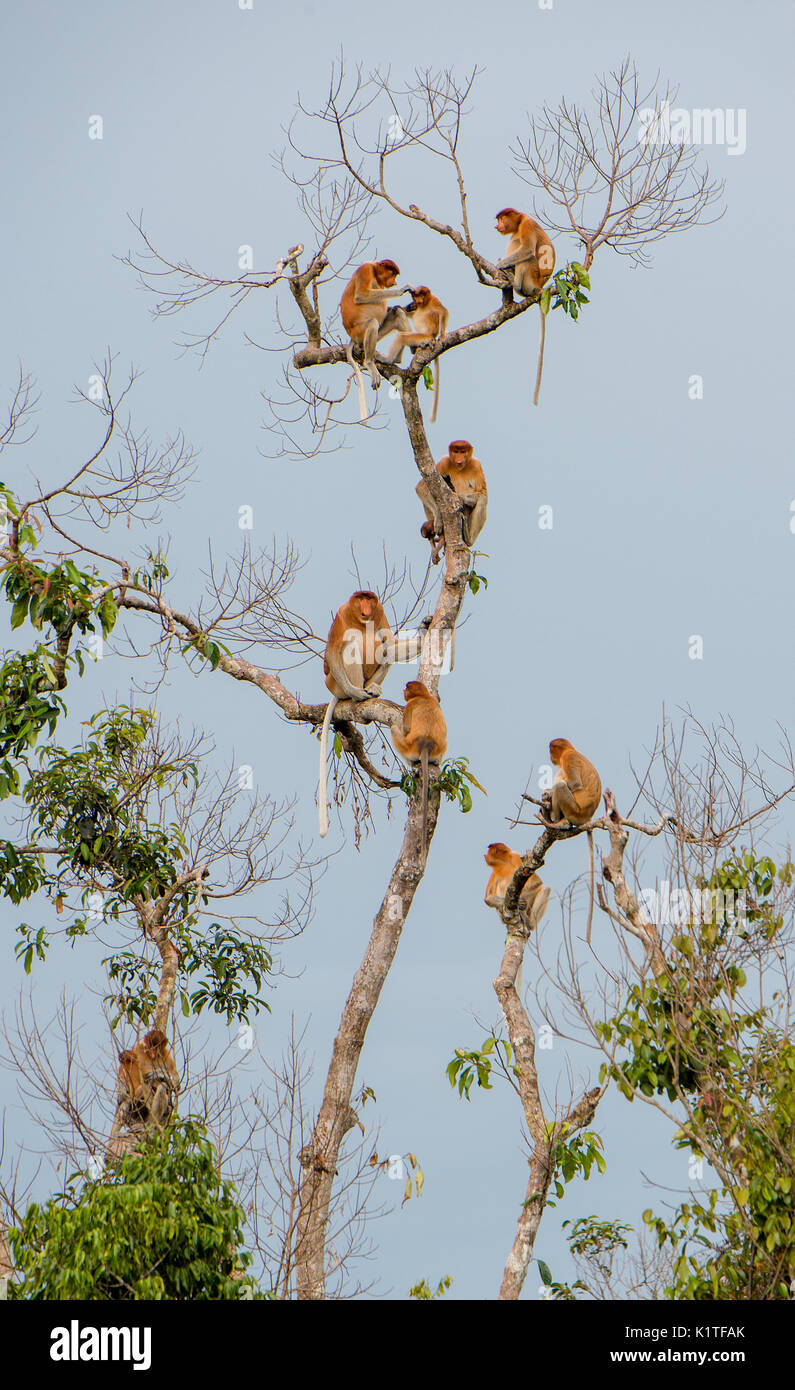 Familie von nasenaffen Sitzen auf einem Baum in der wilden grünen Regenwald auf Borneo Insel. Die proboscis Affen (Nasalis larvatus) oder Spitzzange mon Stockfoto