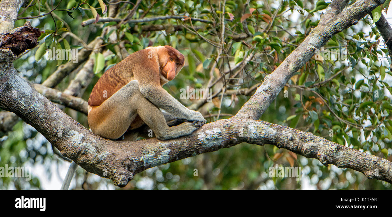 Der männliche Rüssel Affe sitzt auf einem Baum in der wilden grünen Regenwald auf Borneo Insel. Die proboscis Affen (Nasalis larvatus) oder Spitzzange Monkey Stockfoto