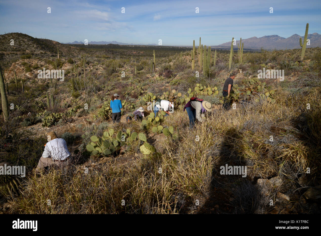 Freiwillige buffelgrass entfernen, eine nicht-native, invasive Arten, von Saguaro National Park East, Sonoran Wüste, Tucson, Arizona, USA. Stockfoto