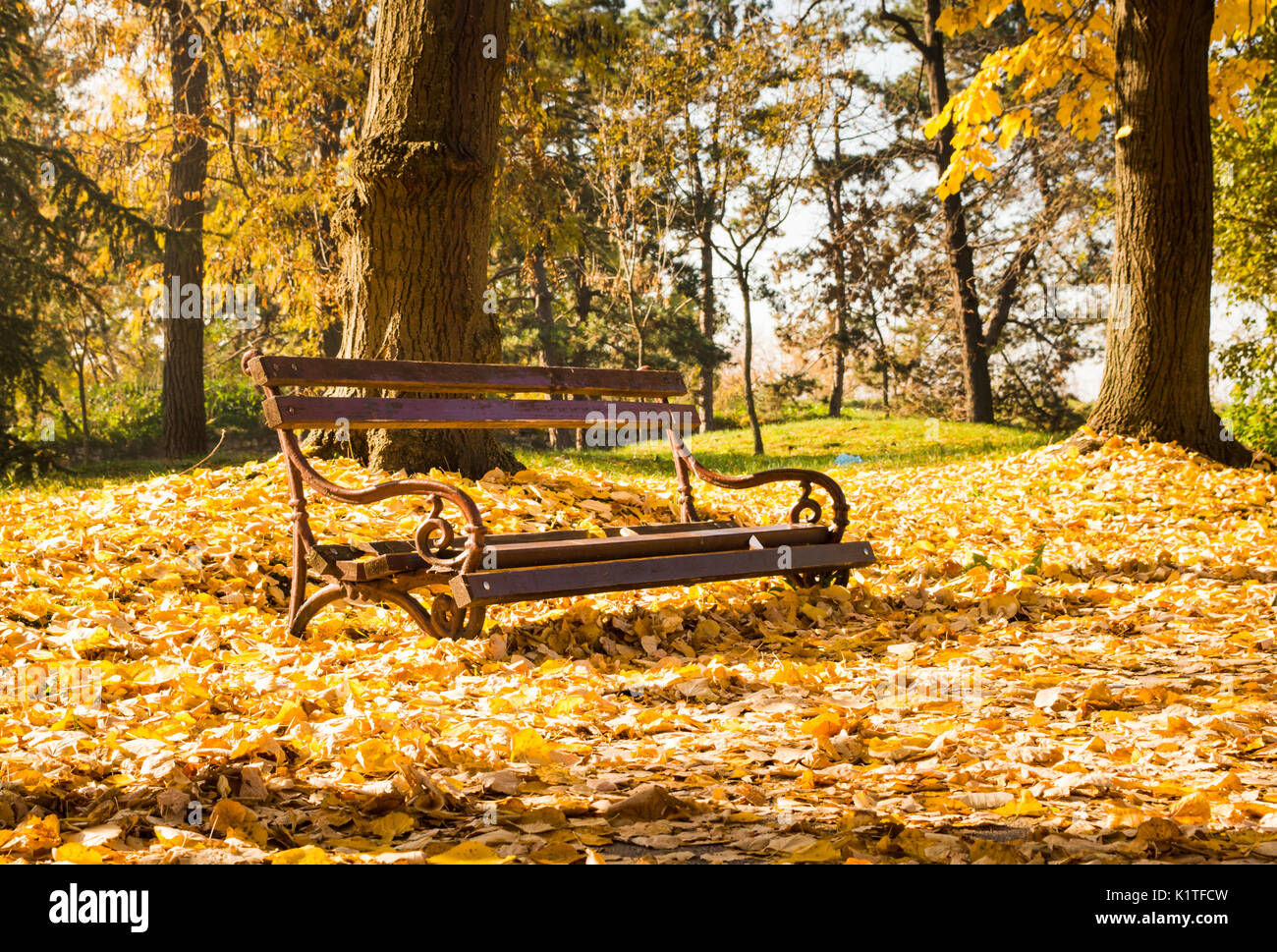 Leeren Bank im Park im Laub bedeckt. Herbst Szene Stockfoto