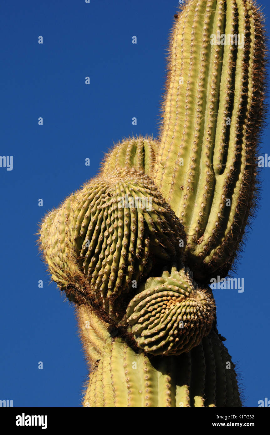 Ironwood Forest National Monument, Sonoran Wüste, Eloy, Arizona, USA. Stockfoto