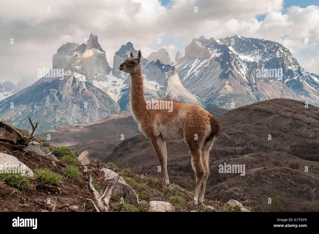 Torres del Paine National Park, Patagonien, Chile. Parque Nacional Torres del Paine en Chile. Región de Magallanes. Stockfoto
