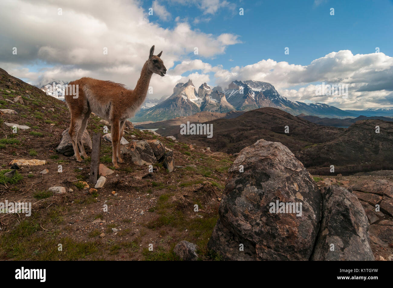 Torres del Paine National Park, Patagonien, Chile. Parque Nacional Torres del Paine en Chile. Región de Magallanes. Stockfoto