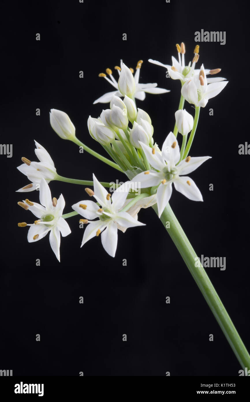 Allium tuberosum rottl, Chinesischer Schnittlauch Blüte Stockfoto