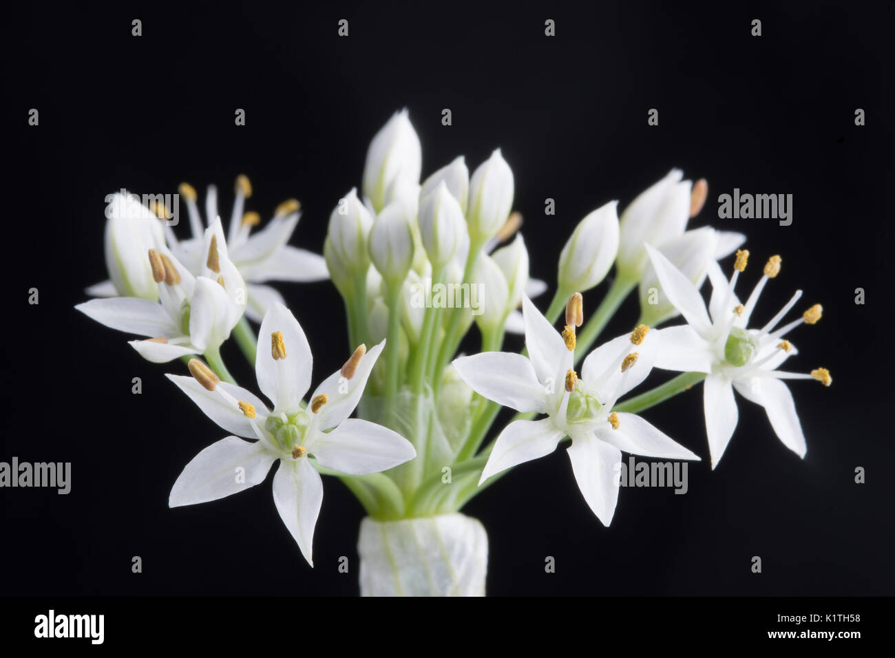 Allium tuberosum rottl, Chinesischer Schnittlauch Blüte Stockfoto