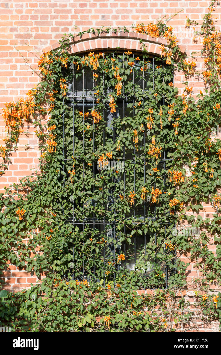 Pyrostegia venusta (gemeinhin als Flamme Rebsorten bekannt, orange trumpet Vine, goldene Dusche) über ein Fenster. Argentinien, Südamerika Stockfoto