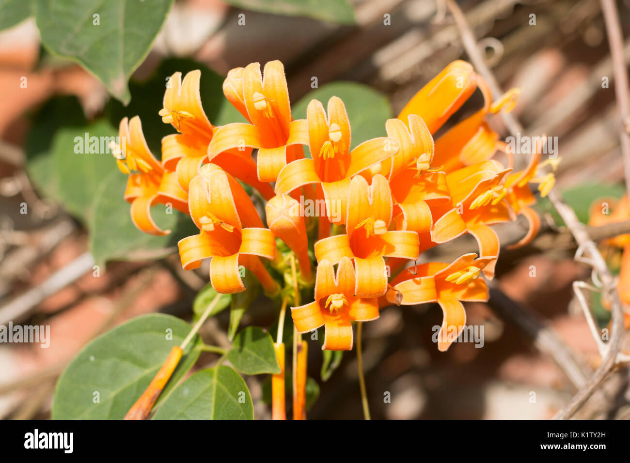 Blühende Pyrostegia venusta, gemeinhin als Flamme Rebsorten bekannt, orange trumpet Vine, goldene Dusche. Argentinien, Südamerika Stockfoto