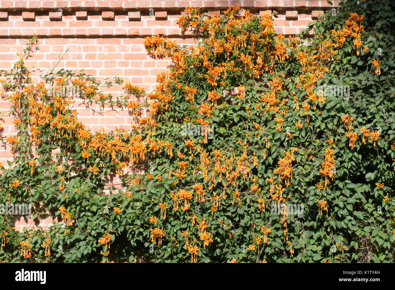 Pyrostegia venusta (gemeinhin als Flamme Rebsorten bekannt, orange trumpet Vine, goldene Dusche) in eine Mauer wächst. Argentinien, Südamerika Stockfoto