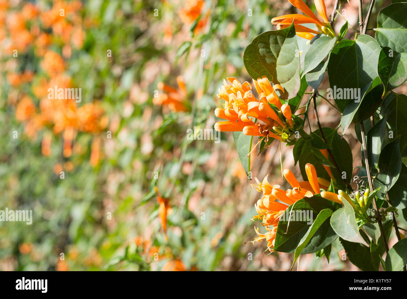 Blühende Pyrostegia venusta, gemeinhin als Flamme Rebsorten bekannt, orange trumpet Vine, goldene Dusche. Argentinien, Südamerika Stockfoto