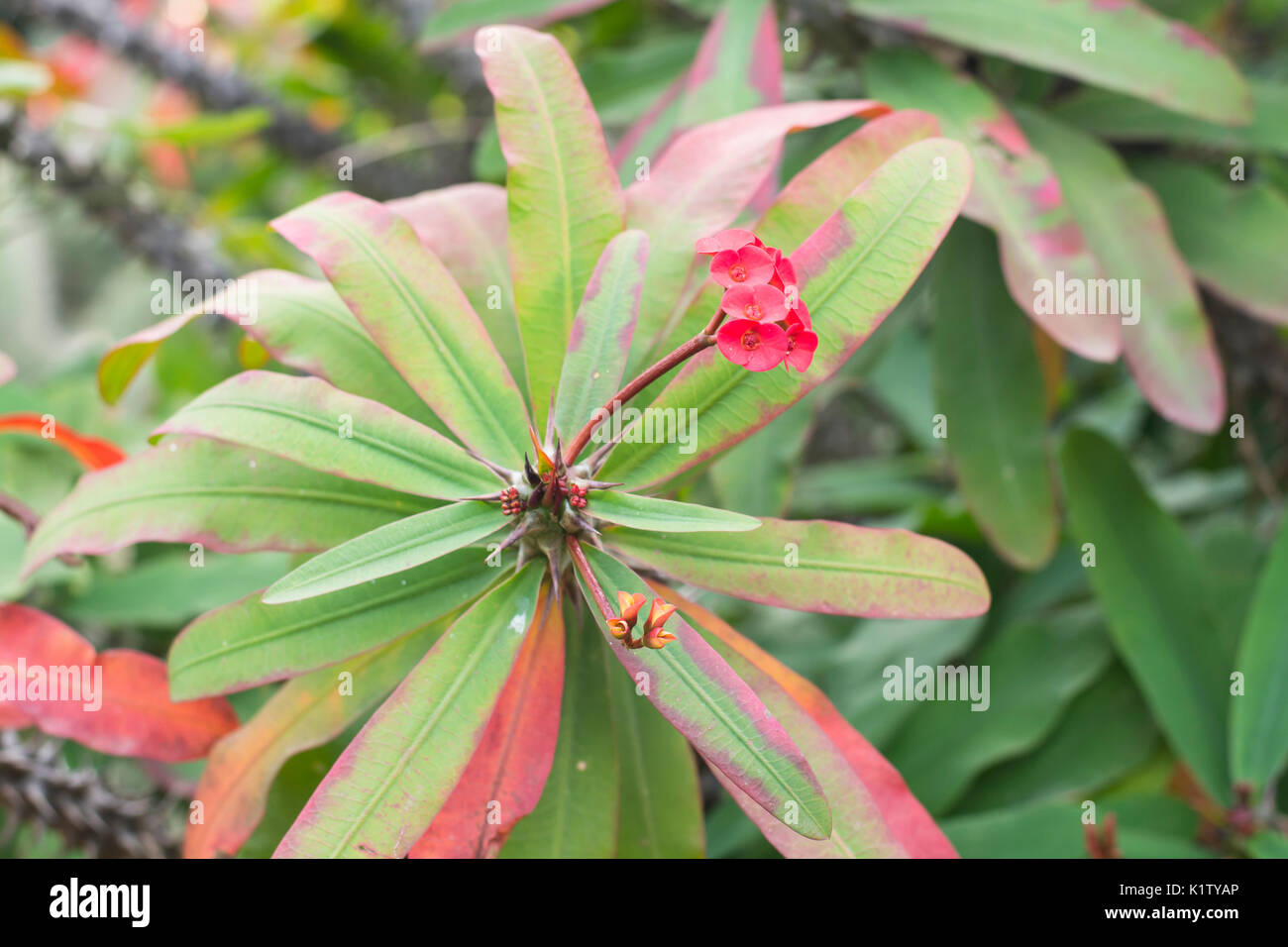 Rote Blumen von den Euphorbia milii var. splendens, allgemeinen Namen Dornenkrone, Christus, Christus Thorn Stockfoto