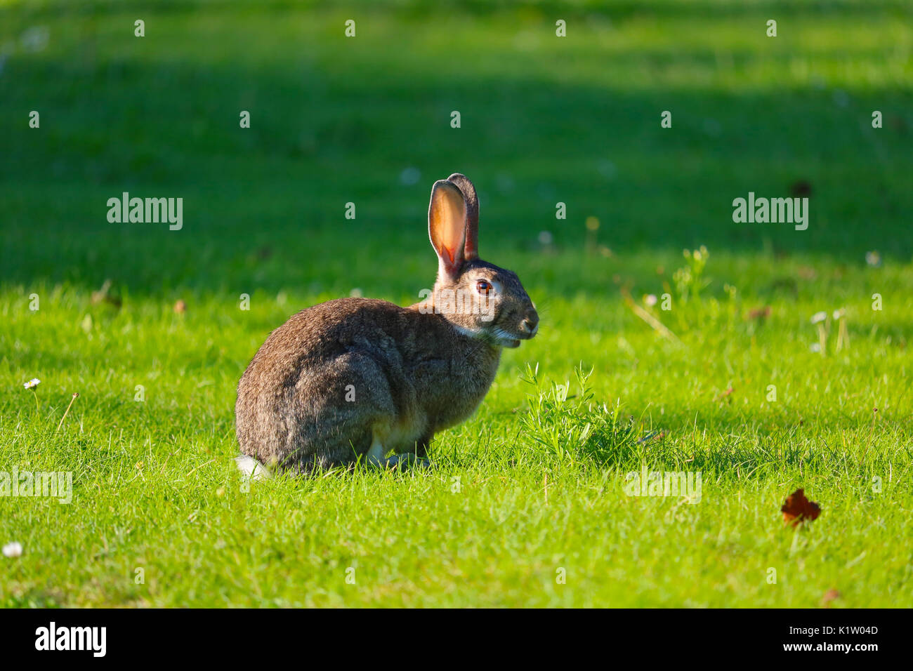 Gemeinsame europäische Kaninchen sitzen wachsam in der Sommersonne auf einer Wiese in einem städtischen Park in Berlin Stockfoto