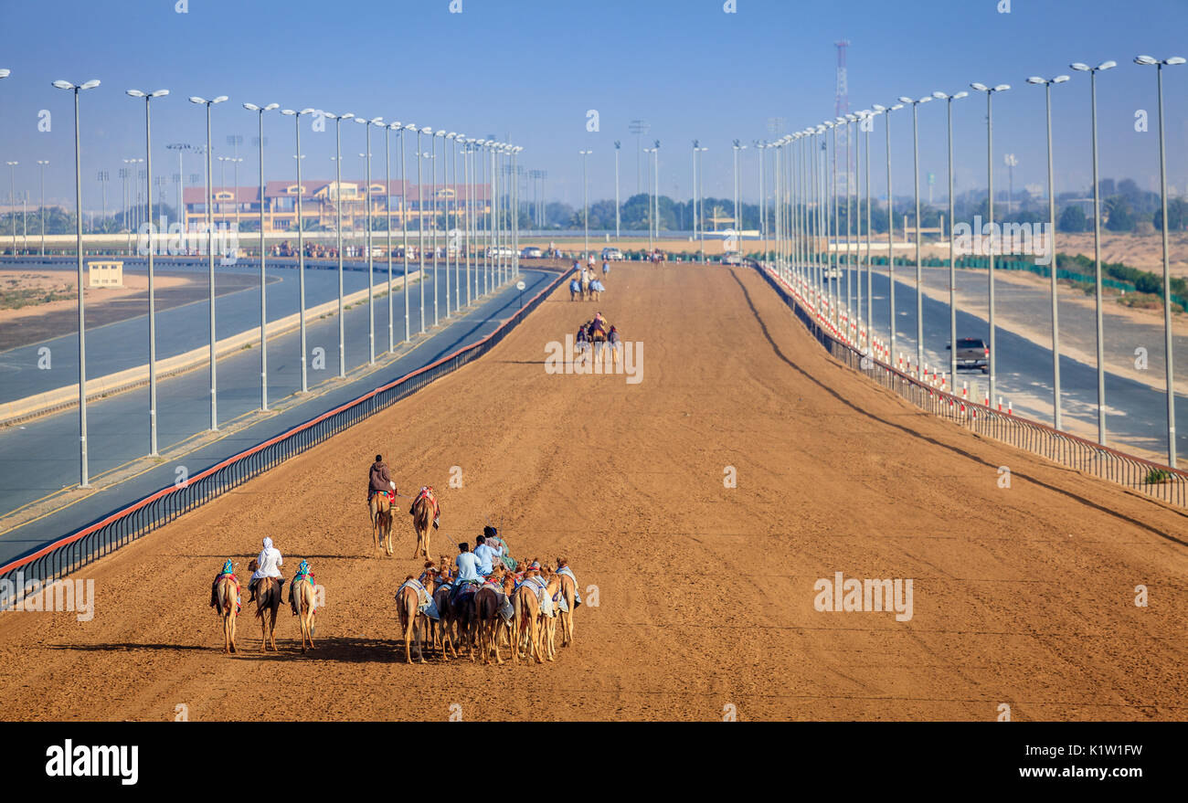 Dubai, Vereinigte Arabische Emirate - 25. März 2016: Üben für Kamelrennen in Dubai Camel Racing Club, Al Marmoom, VAE Stockfoto