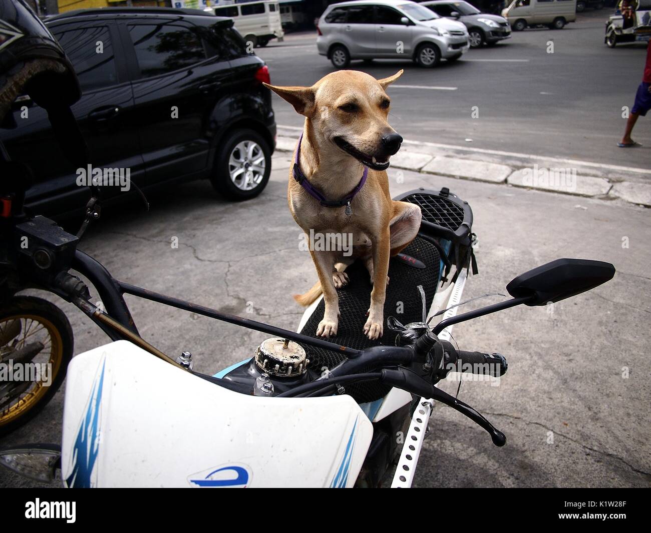 ANTIPOLO CITY, Philippinen 23. AUGUST 2017 Ein Hund sitzt auf einem