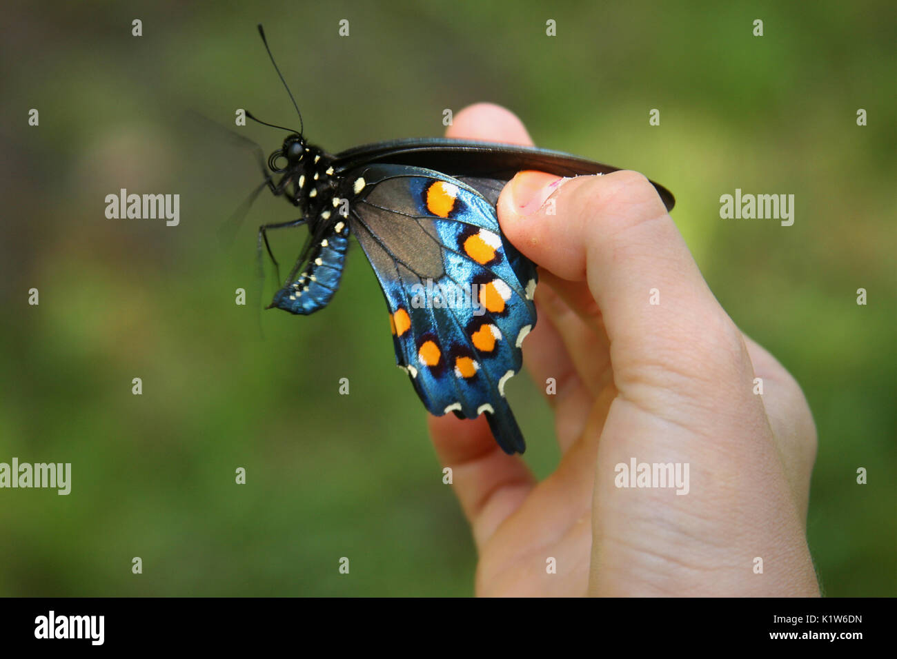 Pipevine Schwalbenschwanz Schmetterling in den Händen des Kindes Stockfoto