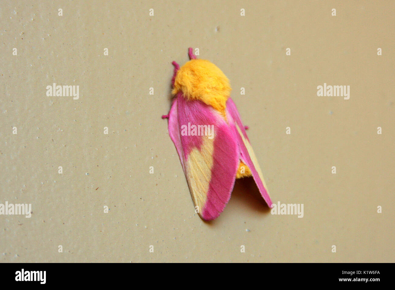 Rosy ahorn Motte Stockfoto