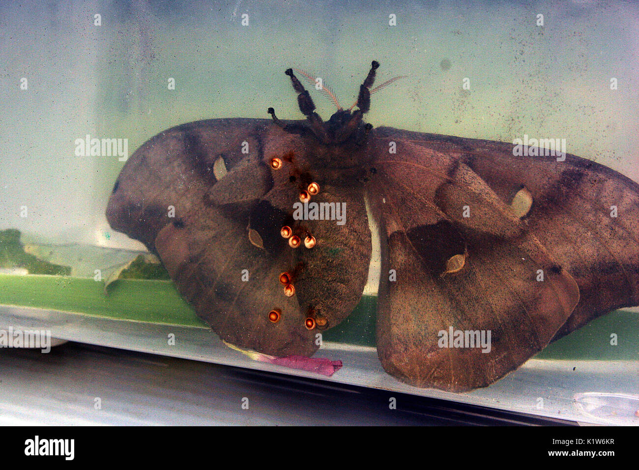 Riesige Silk Moth (antheraea Polyphemus) Eier Stockfoto