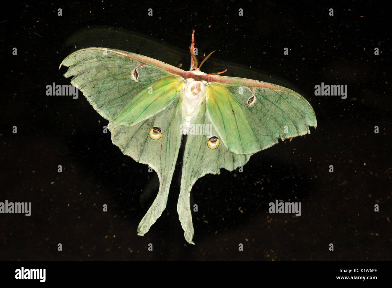 Luna Moth (Actias Luna) Stockfoto