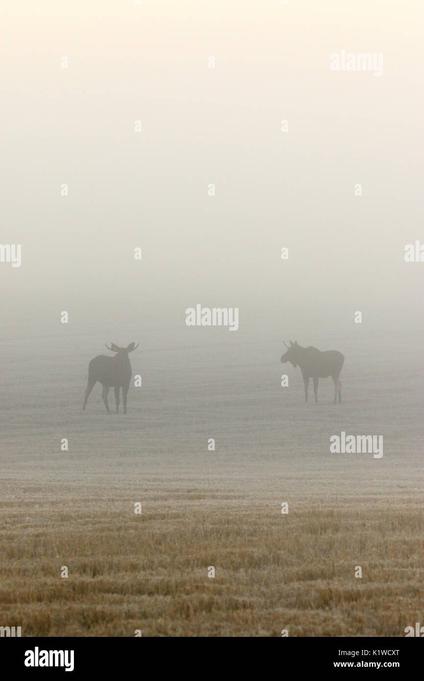 Zwei Bull Moose im Nebel auf einem Feld Stockfoto